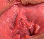 Gape My Pussy Premium Logins